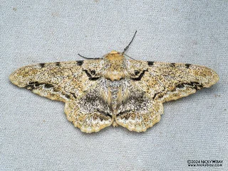 Geometer moth (Biston insularis) - P3103546