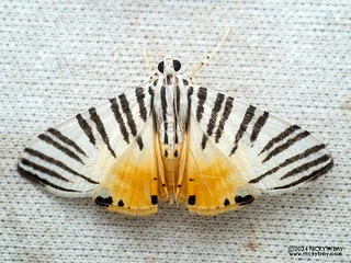 Pearl moth (Dichocrocis sp.) - P3103554