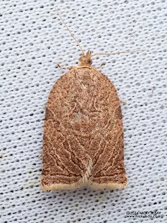 Leafroller moth (Adoxophyes sp.) - P3114371