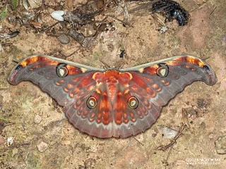 Tussar moth (Antheraea sp.) - P3103114