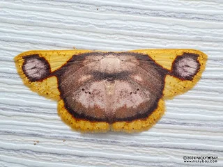 Geometer moth (Chrysocraspeda dracontias) - P3137431