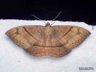 Underwing moth (Lygniodes sp.) - P3103129
