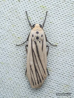 Lichen moth (Tigrioides leucanioides) - P3103731