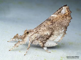 Moth (Masca abactalis) - P3114334