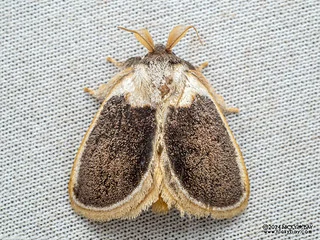 Slug caterpillar moth (Cania sp.) - P3092445