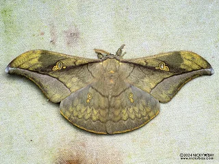 Tussar moth (Antheraea rosieri) - P3137692