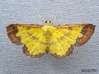 Geometer moth (Corymica latimarginata) - P3092047