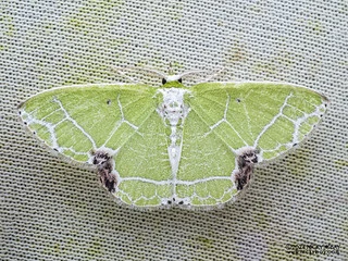 Emerald moth (Protuliocnemis biplagiata) - P3115165