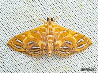 Snout moth (Daulia aurantialis) - P3092375