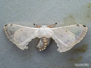 Silkworm moth (Penicillifera apicalis) - P3103605