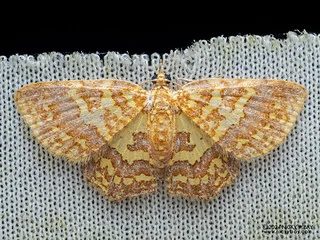 Carpet moth (Pseudopolynesia amplificata) - P3102810