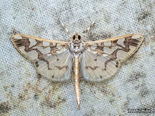 Pearl moth (Polythlipta divaricata) - P3114090