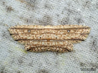 Moth (Hyposada erubescens) - P3114181