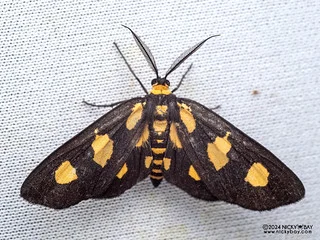 Geometer moth (Pseudeuchromia maculifera) - P3102872