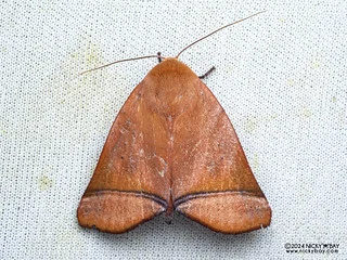 Tufted moth (Carea varipes) - P3092266