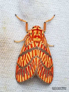 Lichen moth (Barsine lucibilis) - P3092312