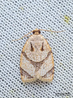 Leafroller moth (Adoxophyes moderatana) - P3102734