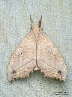 Prominent moth (Gangarides vardena) - P3092389