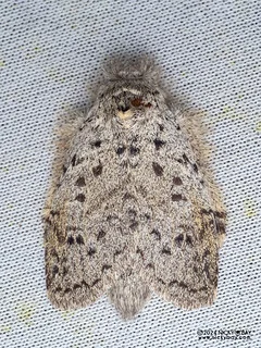 Prominent moth (Syntypistis sp.) - P3114367