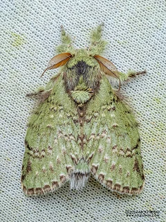 Prominent moth (Stauropus kiriakoffi) - P3102736