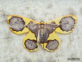 Geometer moth (Plutodes sp.) - P3114083