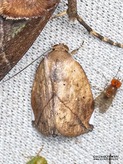 Tufted moth (Negeta sp.) - P3103027d