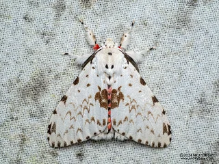 Tussock moth (Lymantria brunneiplaga) - P3113993