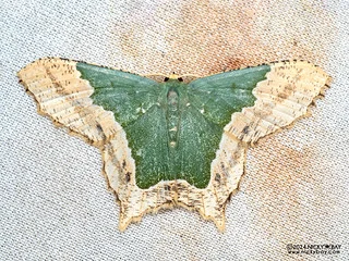 Emerald moth (Maxates dysides) - P3137743