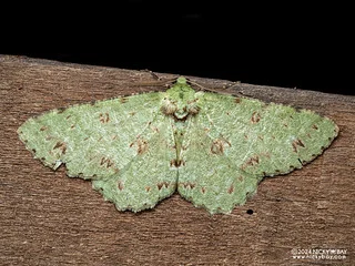 Geometer moth (Ophthalmitis sp.) - P3102626