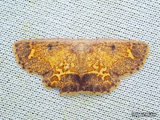 Geometer moth (Chrysocraspeda ozophanes) - P3103717