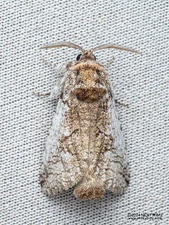 Carpenter moth (Cossus sp.) - P3092230b