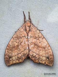Prominent moth (Gangarides sp.) - P3115105