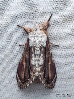 Prominent moth (Fentonia sumatrana) - P3103062