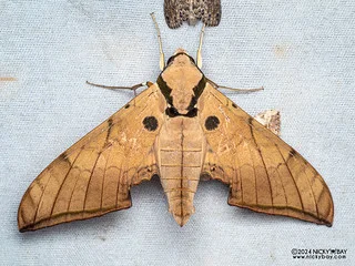Gliding hawkmoth (Ambulyx substrigilis) - P3137484
