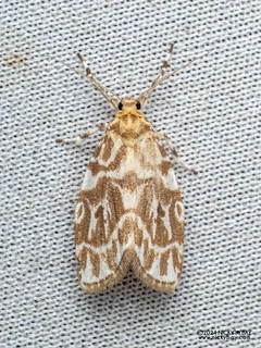 Lichen moth (Adites sp.) - P3092230