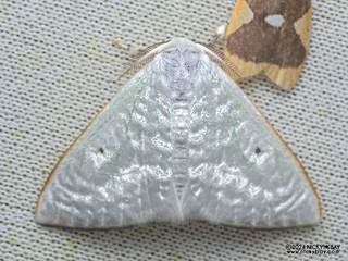 Tussock moth (Arctornis poecilonipha) - P3092247