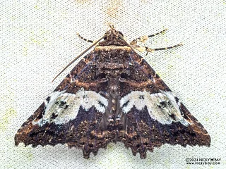 Underwing moth (Daddala sp.) - P3137576