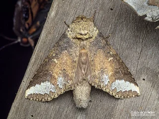 Prominent moth (Neodrymonia elisabethae) - P3137710
