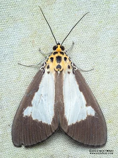 Snouted tiger moth (Asota albiformis) - P3103629