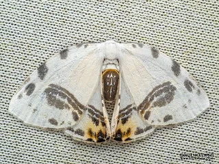 Hooktip moth (Sewa orbiferata) - P3137675
