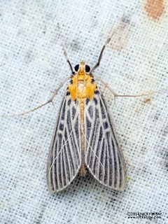 Pearl moth (Tyspanodes exathesalis) - P3114023