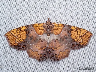 Moth (Tamba euryodia) - P3115238