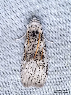 Ermine moth (Nosymna sp.) - P3114430