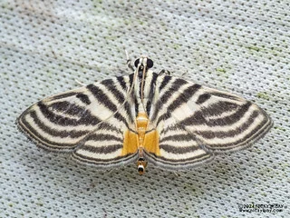 Pearl moth (Dichocrocis rigidalis) - P3103659