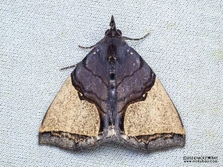 Litter moth (Ochrotrigona triangulifera) - P3092344
