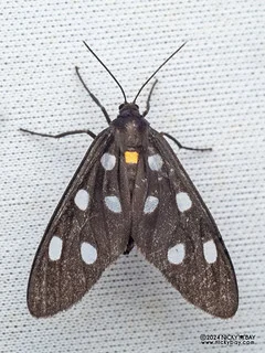 Handmaiden moth (Amata megista) - P3102869