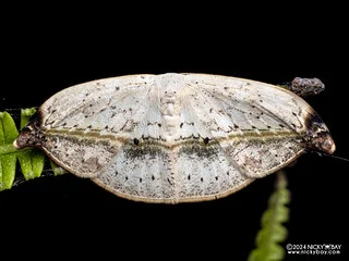 Hooktip moth (Callidrepana albiceris) - P3137708
