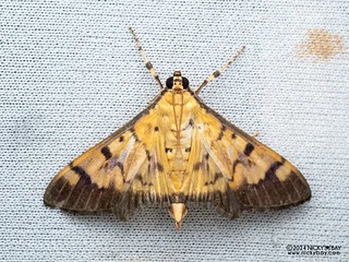 Pearl moth (Syllepte sp.) - P3115239