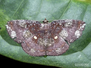 Geometer moth (Astygisa metaspila) - P3115220