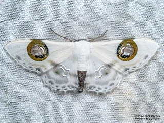 Geometer moth (Problepsis plenorbis) - P3113974